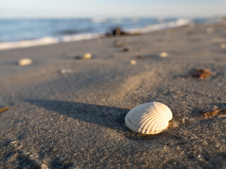 Seashell on a sandy beach in the evening sun