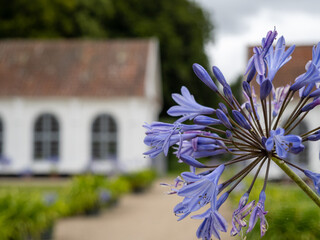 Blue flower with green garden and white building out of focus in the background