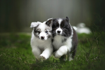 small and funny border collie puppies family in green pine forest on moss
