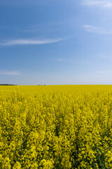 Obraz premium rapeseed blooming with yellow flowers in the spring season