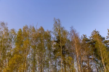 Foto op Plexiglas birches with new foliage in the spring season © rsooll