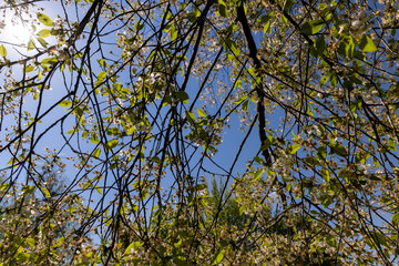 cherry tree at the end of flowering with fallen and sluggish flowers