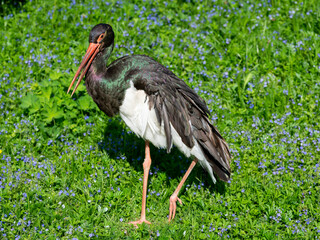 The black stork