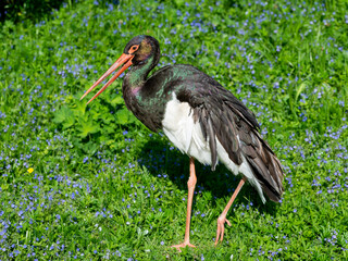 The black stork © Margarita