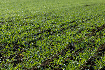 Winter wheat variety covered with dew drops