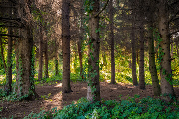 Enchanted wild forest.