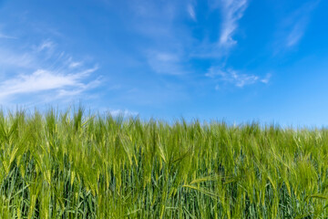 agricultural field with green cereals in summer