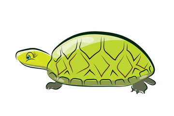 Vector illustration of cartoon turttle on white background. Symbol of wild animal.