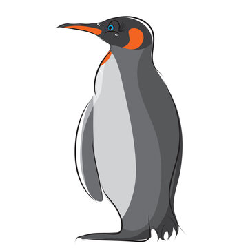 Vector illustration of cartoon penguin on white background. Symbol of wild animal.