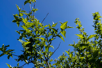 young gooseberry shrub with green foliage and flowers