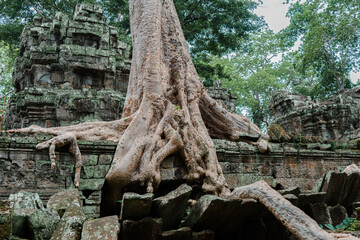 Big tree in Ta Prohm, Angkor Wat