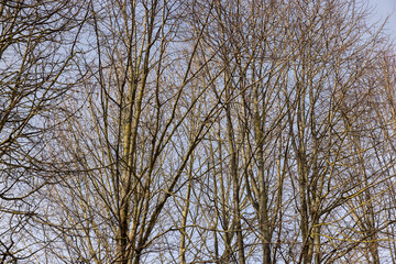 Bare trees in sunny spring weather, bare deciduous trees