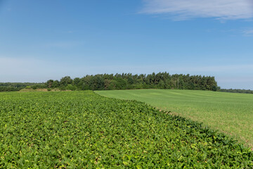 green foliage on sugar beet in a field