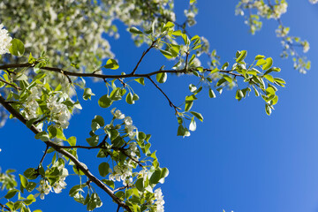 a branch of a flowering pear with green foliage