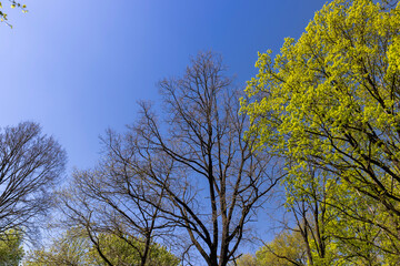 deciduous trees with green foliage in the spring season