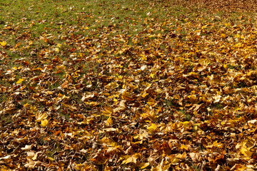 Orange maple foliage lies on the ground