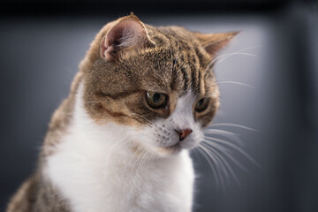 brown cat sitting on the black table and looking out side.