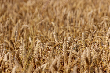 ready for harvesting dry wheat harvest