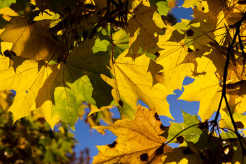Maple foliage that has changed color in autumn