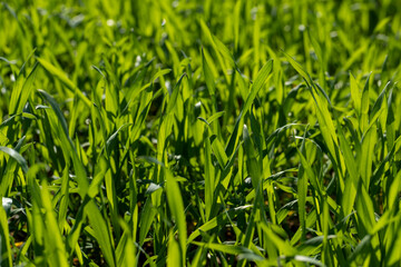 agricultural field with green wheat in the spring season