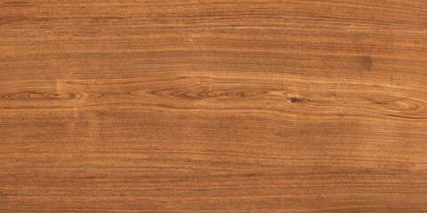 Wood oak tree close up texture background