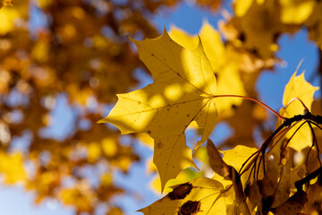 Maple tree foliage in autumn