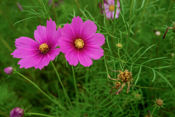 Obraz premium pink cosmos flowers booming in the garden