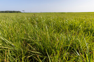 field with grass for harvesting fodder for cows