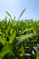 a field with green wheat sprouts in the spring season