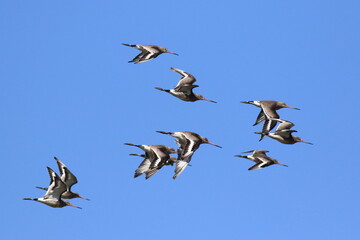 Black Tailed Godwits in flight