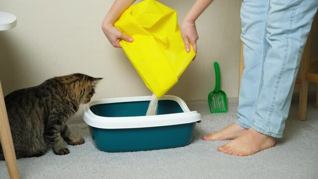 A woman pours bentonite clumping clay litter into the cat toilet, the cat watches
