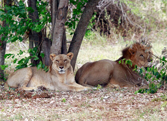 Fototapeta premium lion and lioness