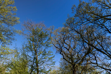 Fototapeta premium deciduous trees in a mixed forest in the spring season