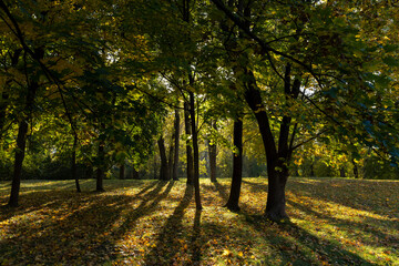 Naklejka premium Autumn park with trees during leaf fall