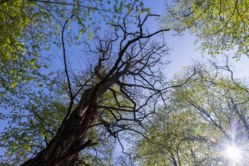 new green foliage on deciduous trees in the forest in the spring season