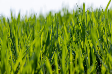 a new wheat crop in the spring season, new sprouts