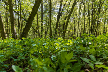 young foliage on deciduous trees in the forest in the spring season