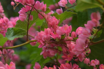 selective focus, ornamental plant of bridal tears or coral vine with the Latin name Antigonon leptopus, vines with a pink color, cultivated in tropical and subtropical regions.