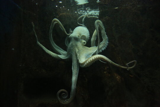 Octopus Tentacle Images – Browse 31,882 Stock Photos, Vectors, and Video