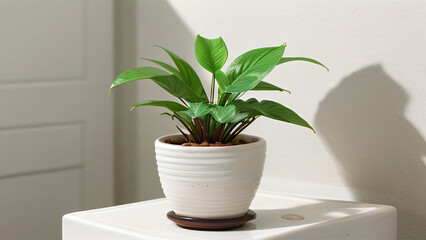 Plant in pot with white background. Extremely detailed and realistic high resolution illustration