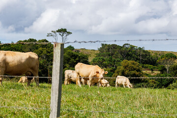Cows on pasture, Azores islands, Portugal.