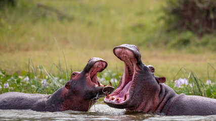 Mother Hippo teaching its baby Hippo to fight and stand ground in the water so that it can become...