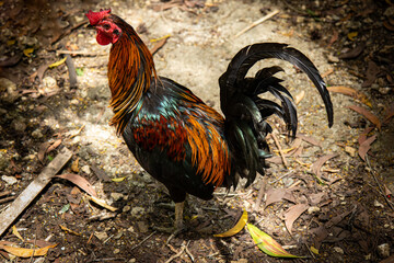 Colorful rooster in Siquijor Phlippines.
