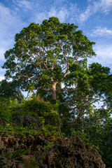 Fototapeta premium Gigantic tree in Siquijor Philippines.