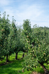 Fototapeta na wymiar Green organic orchards with rows of Conference pear trees with ripening fruits in Betuwe, Gelderland, Netherlands