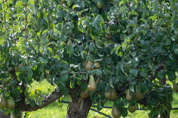 Green organic orchards with rows of Conference  pear trees with ripening fruits in Betuwe, Gelderland, Netherlands