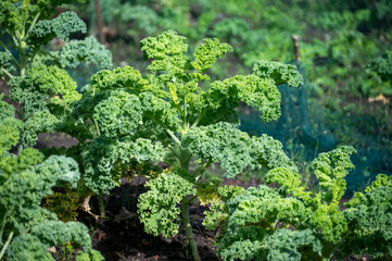 Organic green leaf curly kale cabbage growing in garden close up