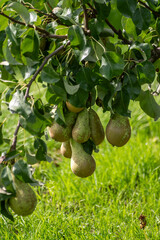 Green organic orchards with rows of Conference  pear trees with ripening fruits in Betuwe, Gelderland, Netherlands
