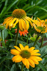 Blossom of echinacea purpurea magnus or coneflower in garden in summer