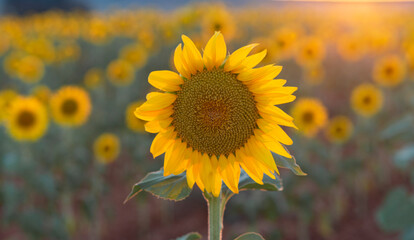 Fototapeta premium sunflower in the field, sunflower landscape
